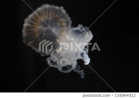Floating jellyfish Floating jellyfish 138964912