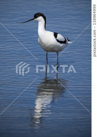 Avocet reflected in shallow blue water 138964999
