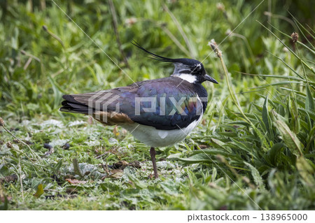 Lapwing in profile among lush vegetation Lapwing in profile among lush vegetation 138965000