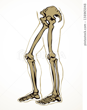Vector drawing. Bones of the leg Vector drawing. Bones of the leg 138965048