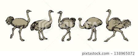 Vector drawing. Ostrich in the steppe 138965072