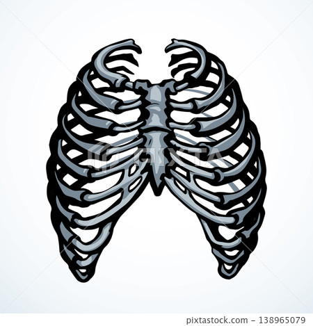 Vector drawing. Thorax and ribs Vector drawing. Thorax and ribs 138965079