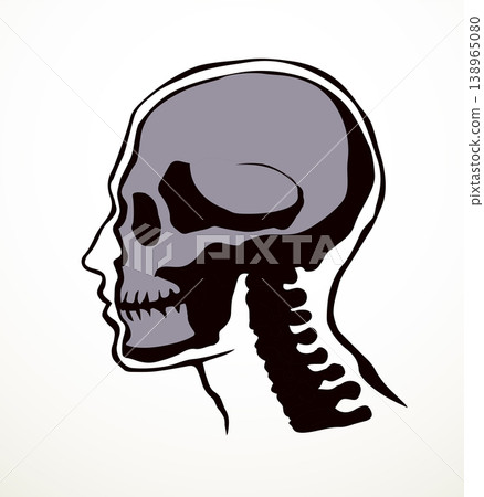 Vector drawing. Skull and neck bones Vector drawing. Skull and neck bones 138965080