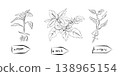 Outline drawing of plants with labels pepper, basil, oregano. 138965154