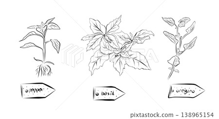 Outline drawing of plants with labels pepper, basil, oregano. Outline drawing of plants with labels pepper, basil, oregano. 138965154