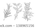 A plant outline drawing, a set of herbs mint, rosemary, basil. 138965156