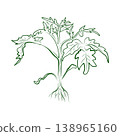 Outline drawing of a plant, growing tomatoes, sprout with roots. 138965160