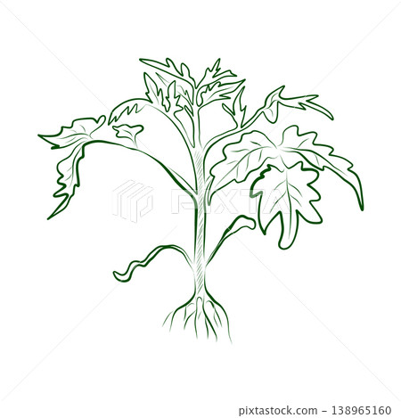 Outline drawing of a plant, growing tomatoes, sprout with roots. Outline drawing of a plant, growing tomatoes, sprout with roots. 138965160