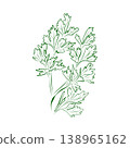 Parsley plant outline drawing. Minimalistic illustration. 138965162