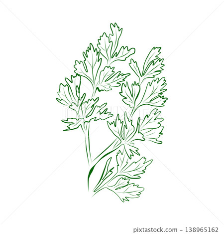 Parsley plant outline drawing. Minimalistic illustration. Parsley plant outline drawing. Minimalistic illustration. 138965162
