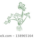 A plant outline drawing of parsley with roots. Minimalistic illustration. 138965164