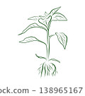 Outline drawing of a plant, growing peppers. Minimalistic illustration. 138965167