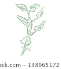 Mint plant outline drawing, a spicy herb. Minimalistic illustration. 138965172