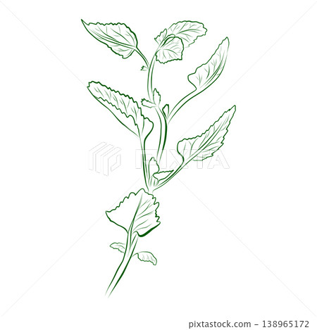 Mint plant outline drawing, a spicy herb. Minimalistic illustration. Mint plant outline drawing, a spicy herb. Minimalistic illustration. 138965172