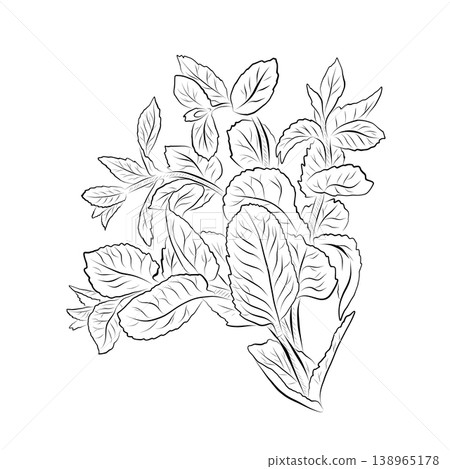 Mint plant outline drawing, a spicy herb. Minimalistic illustration. Mint plant outline drawing, a spicy herb. Minimalistic illustration. 138965178