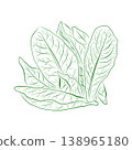 Outline drawing of plants, lettuce. Minimalistic illustration. 138965180