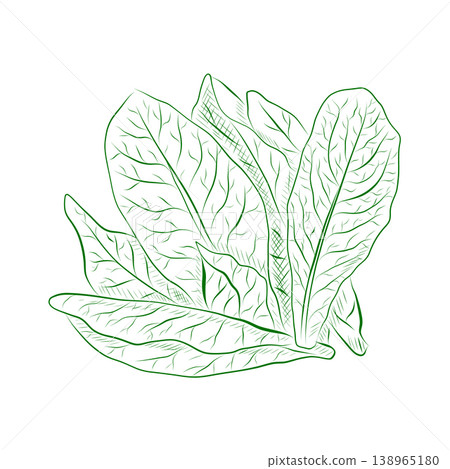 Outline drawing of plants, lettuce. Minimalistic illustration. 138965180