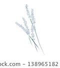 Outline drawing of a plant, lavender flower. Wild herbs. 138965182