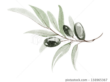 Olive branch watercolor hand painted illustration with leaves and olive berries. Olive branch botanical element isolated design with twig detail. Decoration for wedding invitation, label, card design. Olive branch watercolor hand painted illustration with leaves and olive berries. Olive branch botanical element isolated design with twig detail. Decoration for wedding invitation, label, card design. 138965367