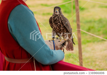 Trained falcon sitting on woman hand at historical festival Trained falcon sitting on woman hand at historical festival 138966806