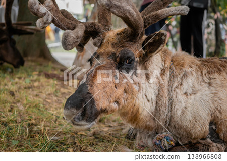 Portrait of sad brown siberian deer lying and resting at farm, zoo - close up Portrait of sad brown siberian deer lying and resting at farm, zoo - close up 138966808