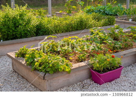 Vegetable garden with assortment vegetables and flowers in raised bed boxes Vegetable garden with assortment vegetables and flowers in raised bed boxes 138966812
