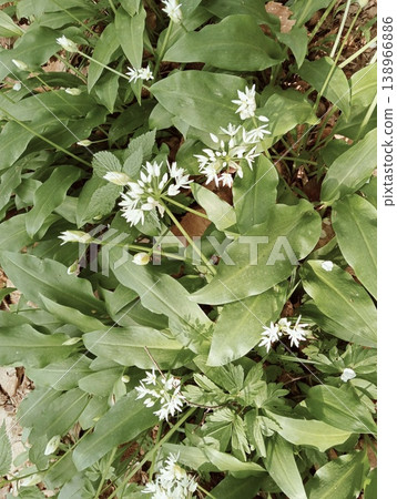 Wild garlic flowers and leaves in a forest undergrowth. Wild garlic flowers and leaves in a forest undergrowth. 138966886