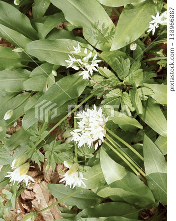 Wild garlic flowers and leaves in a forest undergrowth. Wild garlic flowers and leaves in a forest undergrowth. 138966887