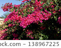 Beautiful pink flowers of bougainvillea in sunlight 138967225