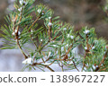 Snow on green pine needles in winter forest. 138967227