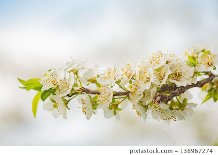 Spring branch with white blossoms on a blurred background. Spring branch with white blossoms on a blurred background. 138967274