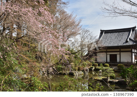 Springtime at Zenpoji Temple: The garden behind the Yakushido Hall and cherry blossoms (Nishikyo Ward, Kyoto City) Springtime at Zenpoji Temple: The garden behind the Yakushido Hall and cherry blossoms (Nishikyo Ward, Kyoto City) 138967390