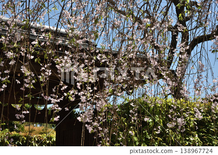 Taizoin Garden, Yokoen Garden, Red Weeping Cherry Tree (Ukyo Ward, Kyoto City) Taizoin Garden, Yokoen Garden, Red Weeping Cherry Tree (Ukyo Ward, Kyoto City) 138967724