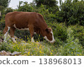 A cow chews grass and a little calf drinks milk on a foggy morning 138968013