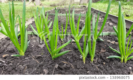 Fresh green onion shoots growing in soil, vibrant spring garden scene with young scallions symbolizing organic farming and healthy natural food 138968075