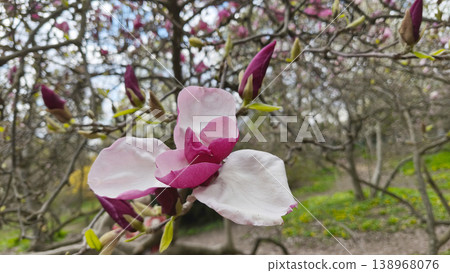 Pink Magnolia liliiflora flowers on branches, close-up. A spring scene in a botanical garden, seasonal renewal, a calm and serene atmosphere. Pink Magnolia liliiflora flowers on branches, close-up. A spring scene in a botanical garden, seasonal renewal, a calm and serene atmosphere. 138968076
