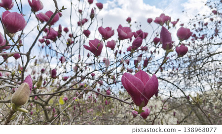 A close-up of Magnolia liliiflora flowers on the branches. Botanical garden, spring freshness, natural beauty and tranquility. A close-up of Magnolia liliiflora flowers on the branches. Botanical garden, spring freshness, natural beauty and tranquility. 138968077