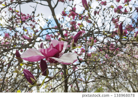 A close-up of a blooming magnolia liliiflora with pink flowers. A botanical garden landscape, spring, the awakening of nature, fresh and vibrant growth. A close-up of a blooming magnolia liliiflora with pink flowers. A botanical garden landscape, spring, the awakening of nature, fresh and vibrant growth. 138968078