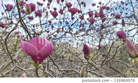 Magnolia liliiflora blooming branches under blue sky with soft clouds. Botanical garden spring atmosphere, nature awakening, tranquil scenic composition Magnolia liliiflora blooming branches under blue sky with soft clouds. Botanical garden spring atmosphere, nature awakening, tranquil scenic composition 138968079