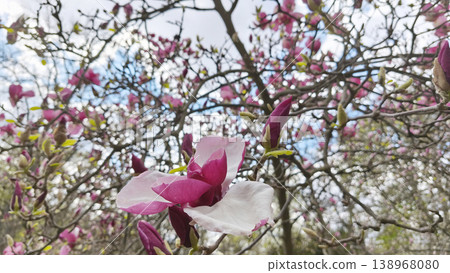 Close-up of blooming magnolia liliaceae flower in Botanical Garden in spring, changing seasons, tranquil natural background. Close-up of blooming magnolia liliaceae flower in Botanical Garden in spring, changing seasons, tranquil natural background. 138968080