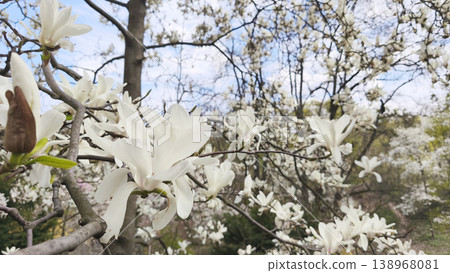White magnolia kobus blossoms bloom on tree branches against a blue sky, capturing the beauty of spring and a peaceful natural atmosphere 138968081