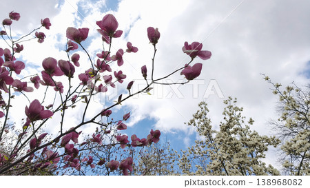 Magnolia liliiflora pink blossoms on branches under blue sky with soft clouds in springtime. Botanical garden atmosphere, nature awakening, calm scenic landscape 138968082