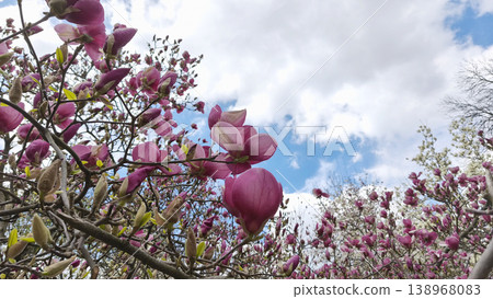Pink Magnolia liliiflora blooming branches reaching into blue sky with soft clouds in spring daylight. Botanical garden scene, seasonal renewal, nature awakening, serene landscape Pink Magnolia liliiflora blooming branches reaching into blue sky with soft clouds in spring daylight. Botanical garden scene, seasonal renewal, nature awakening, serene landscape 138968083