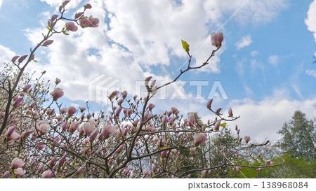 Magnolia liliiflora blossoms and buds on branches with blue sky and clouds in spring daylight. Botanical garden view, renewal concept, peaceful outdoor setting Magnolia liliiflora blossoms and buds on branches with blue sky and clouds in spring daylight. Botanical garden view, renewal concept, peaceful outdoor setting 138968084