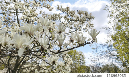 White Magnolia kobus blossoms on tree branches under blue sky, showcasing spring bloom, delicate petals, and natural beauty in a peaceful garden setting. 138968085