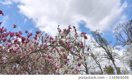 Blooming Magnolia liliiflora tree branches against blue sky with light clouds in spring. Botanical garden setting, fresh growth, seasonal transition, peaceful outdoor view Blooming Magnolia liliiflora tree branches against blue sky with light clouds in spring. Botanical garden setting, fresh growth, seasonal transition, peaceful outdoor view 138968086