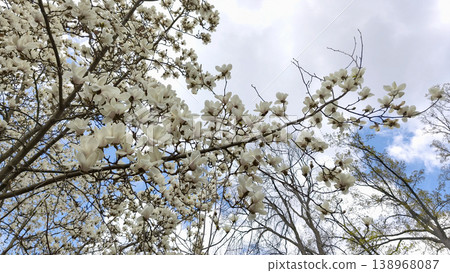 Blooming Magnolia kobus tree with white flowers against bright sky, capturing springtime freshness, floral elegance, and tranquil outdoor atmosphere Blooming Magnolia kobus tree with white flowers against bright sky, capturing springtime freshness, floral elegance, and tranquil outdoor atmosphere 138968087
