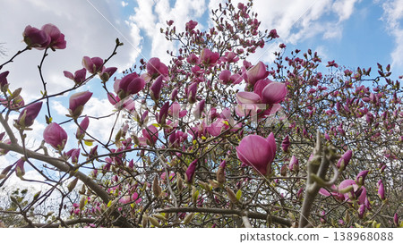 Pink Magnolia liliiflora flowers blooming on tree branches reaching into blue sky. Botanical garden in spring, seasonal change, fresh growth, tranquil nature scene Pink Magnolia liliiflora flowers blooming on tree branches reaching into blue sky. Botanical garden in spring, seasonal change, fresh growth, tranquil nature scene 138968088