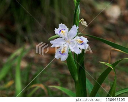 Flowering of Iridaceae perennial plant, Iris japonica Flowering of Iridaceae perennial plant, Iris japonica 138968105