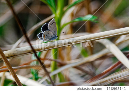 Lycaenidae swallowtail butterfly resting on a leaf Lycaenidae swallowtail butterfly resting on a leaf 138968141